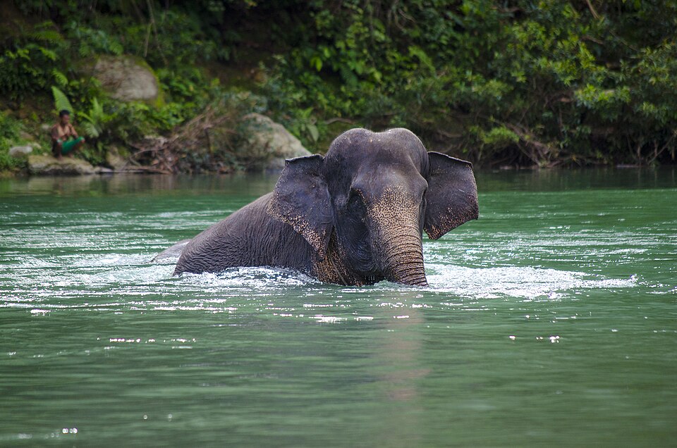 Gajah Sumatra
