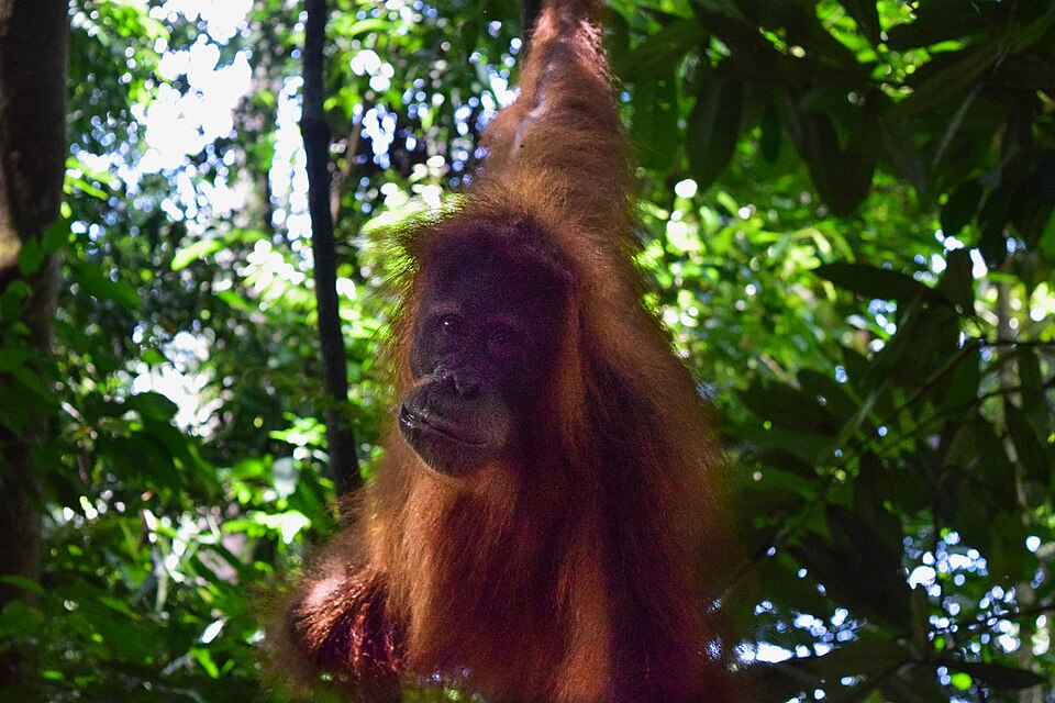 Orangutan Sumatra