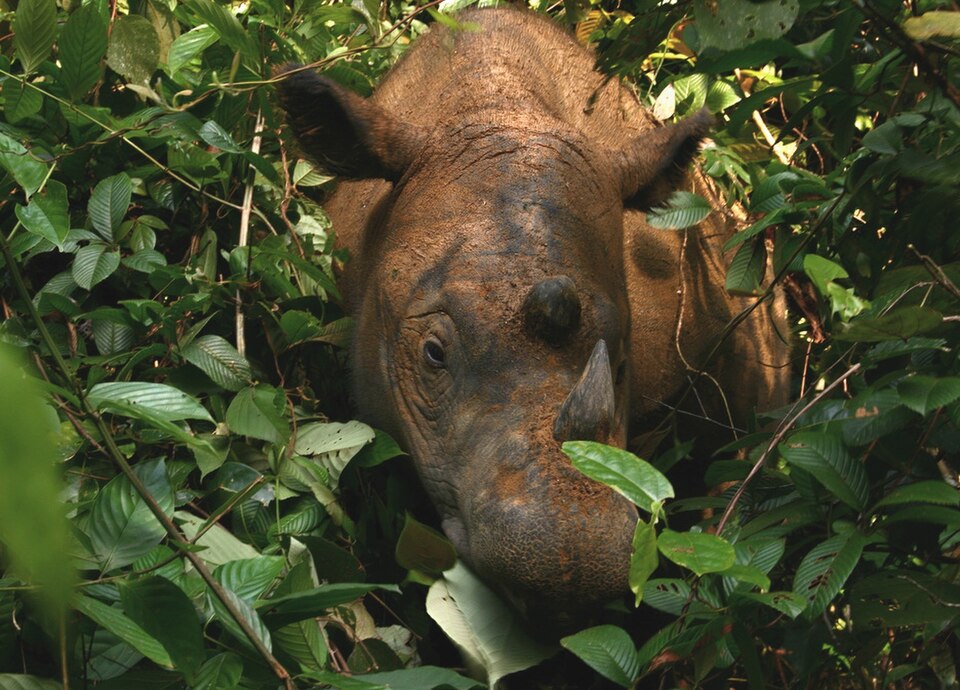 Badak Sumatra