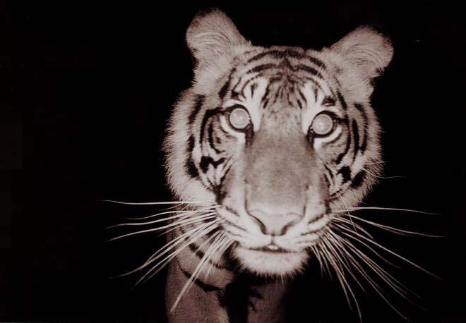 Harimau Sumatra
